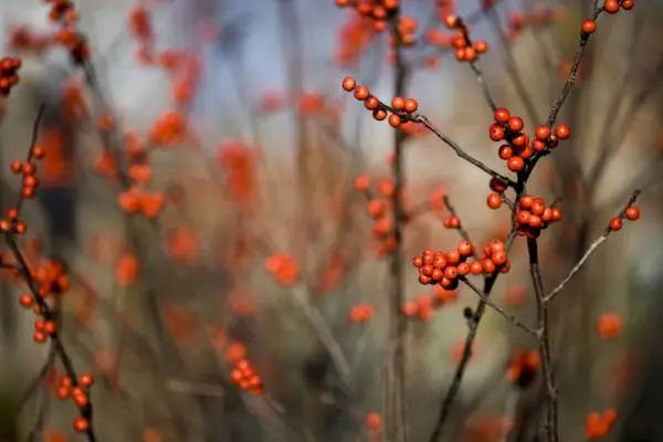 berries by niznoz on Flickr